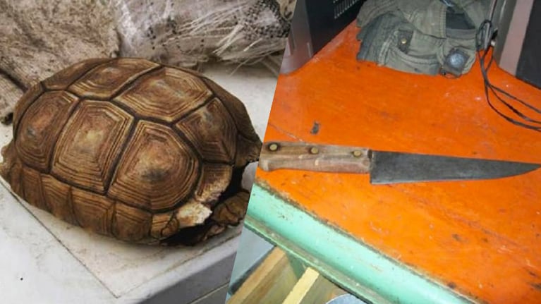 La Policía allanó la casa y secuestró lo que quedó de la tortuga y la cuchilla. 