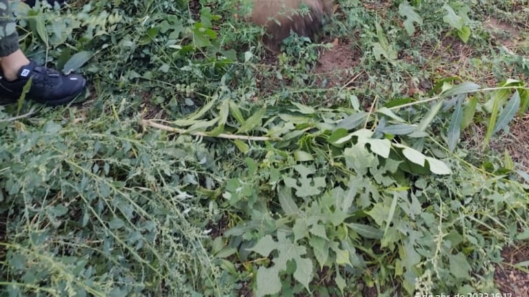 La policía local encontró enterrado parte del dinero que había sido robado días atrás.
