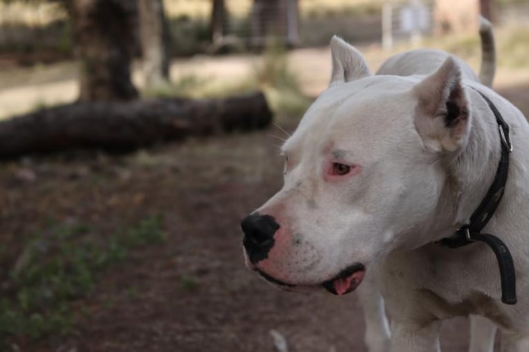 La potente mordida del dogo argentino y los rasgos que definen al “perro blanco”