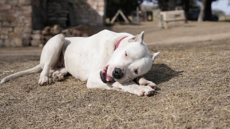 La potente mordida del dogo argentino y los rasgos que definen al “perro blanco”