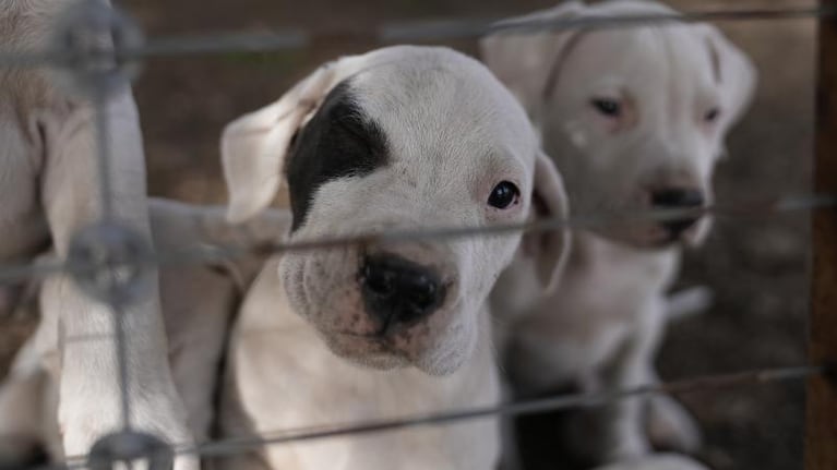 La potente mordida del dogo argentino y los rasgos que definen al “perro blanco”