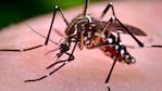 La prevención es clave para evitar que se propague el mosquito del dengue. 