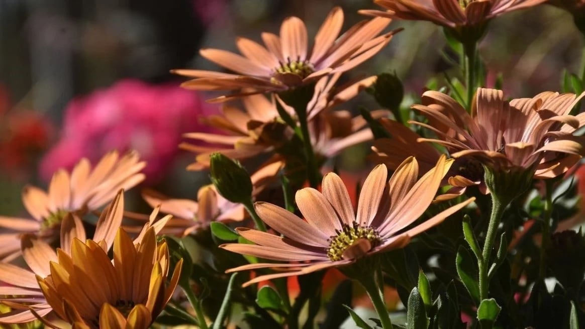 La primavera empieza a aparecer en el horizonte.