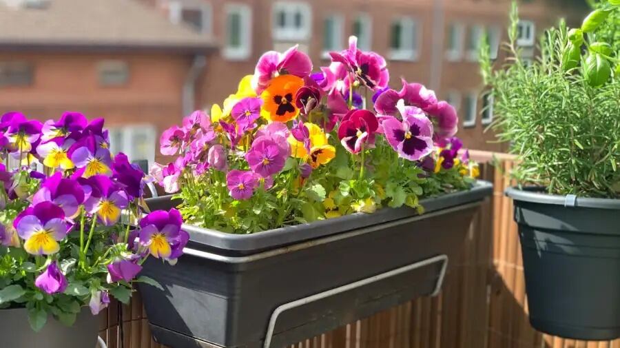 La primavera llegó a Córdoba