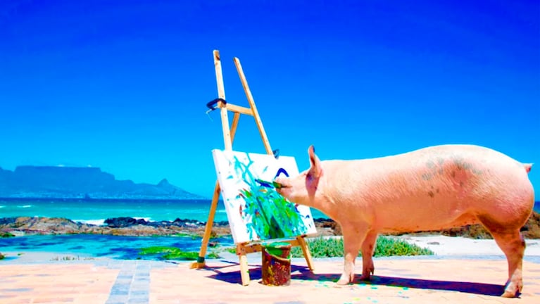 La producción artística del animal se puede ver en la cuenta de Instagram Pigcassohoghero