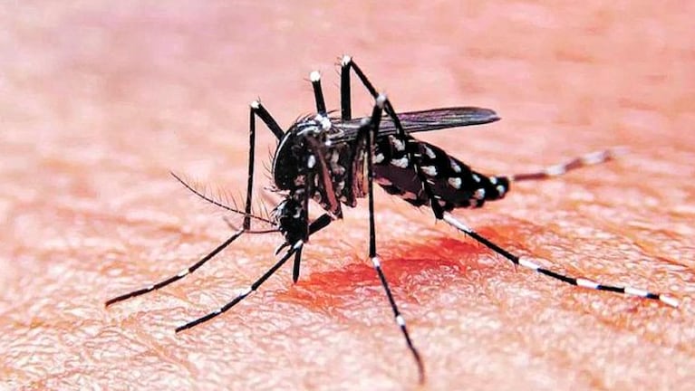 La proliferación de mosquitos enciende la alarma por las enfermedades.