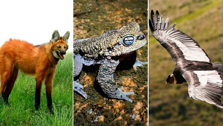 La Provincia declaró a ochos especies como monumentos naturales.