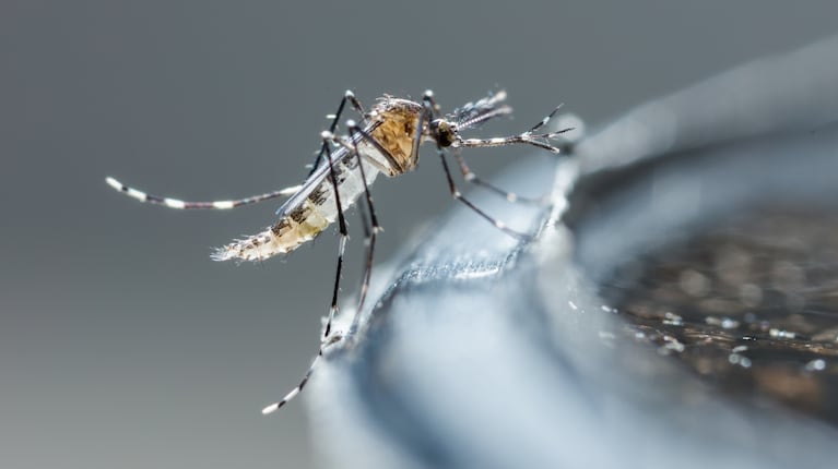 La provincia detectó tres casos nuevos de chikungunya. (Foto: Adobe Stock)