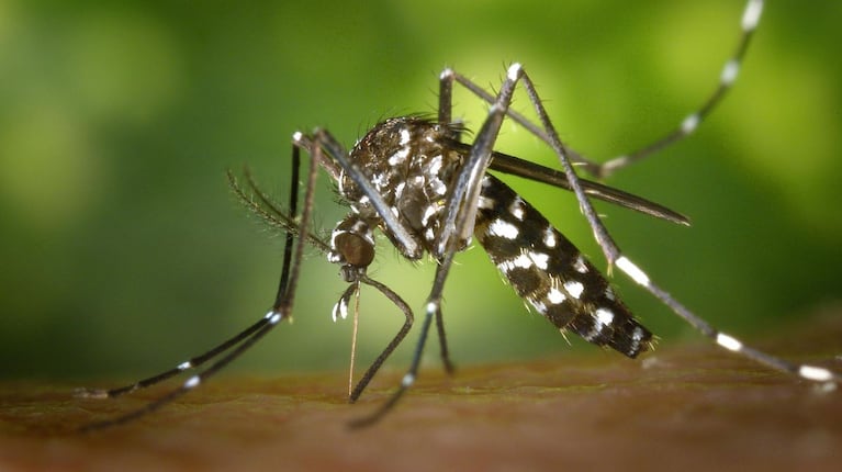 La provincia sigue registrando casos autóctonos de dengue.