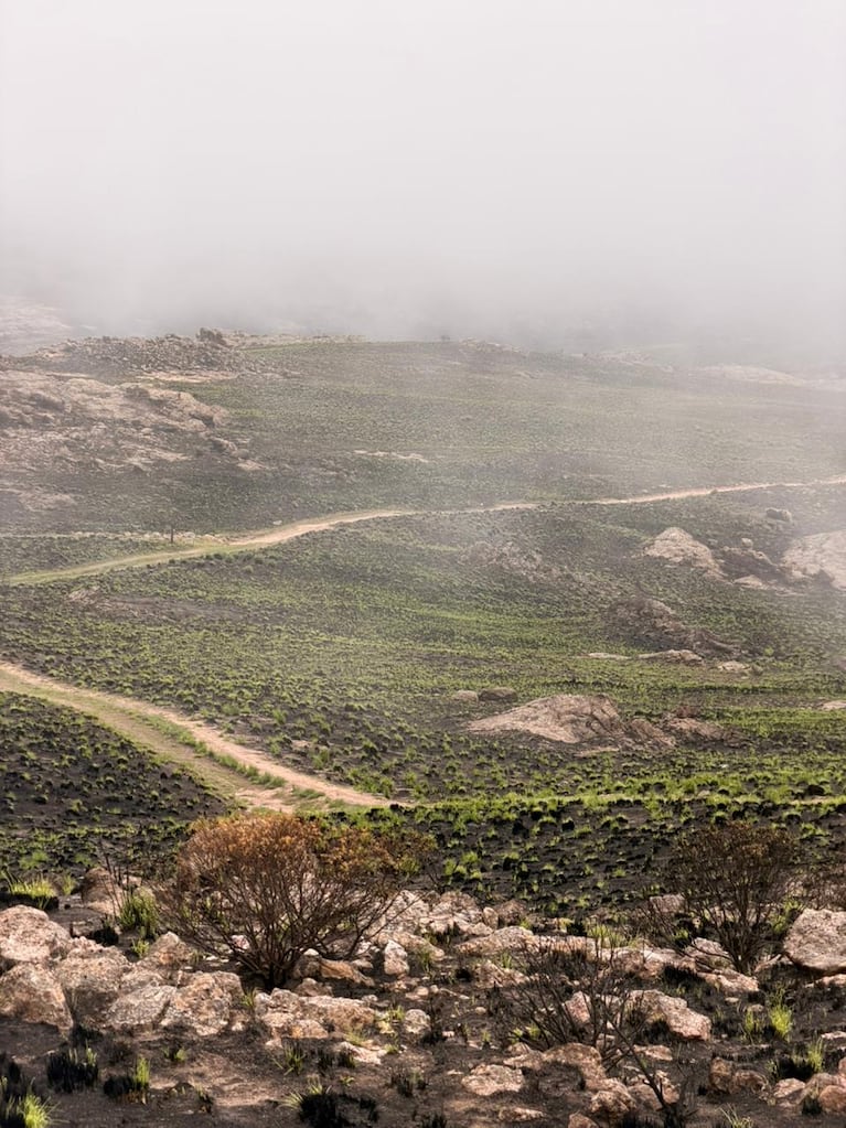 La Quebrada del Condorito comienza a recuperarse tras el incendio. (Foto/ Prensa del Parque Nacional / JOSE EMANUELLE)