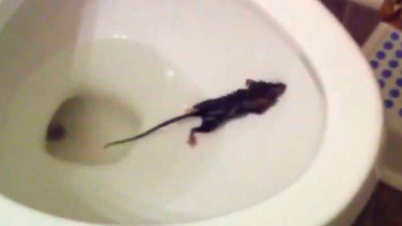 La rata nadó en el inodoro de un australiano, para escapar.