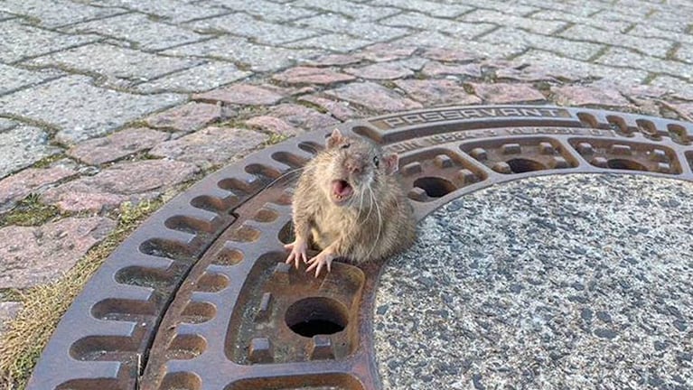 La rata quedó atrapada por culpa de su tamaño.