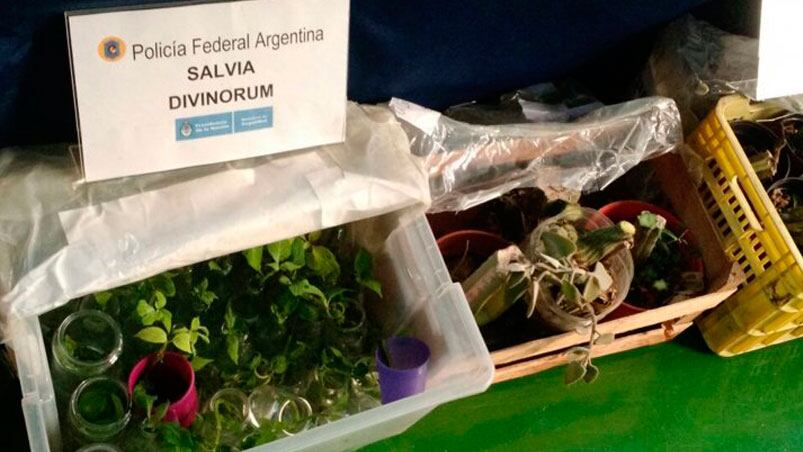 La salvia divinorum secuestrada durante un operativo antidrogas.