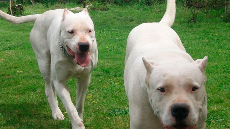 La sangrienta pelea entre Dogos  escandaliza a Salta.