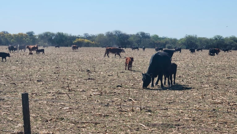 La sequía castiga con fuerza a la producción en Córdoba. Foto: Francisco Arias / El Doce.