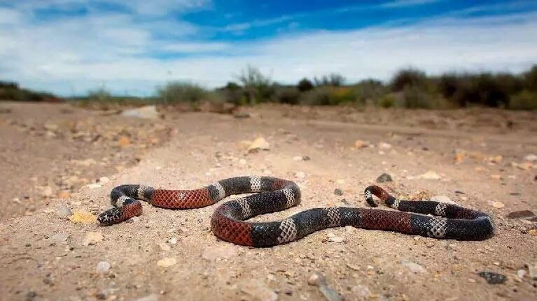 La serpiente coral es una de las más venenosas que habita el país.