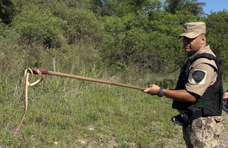 La serpiente de coral fue hallada en una cochera de barrio Parque República.