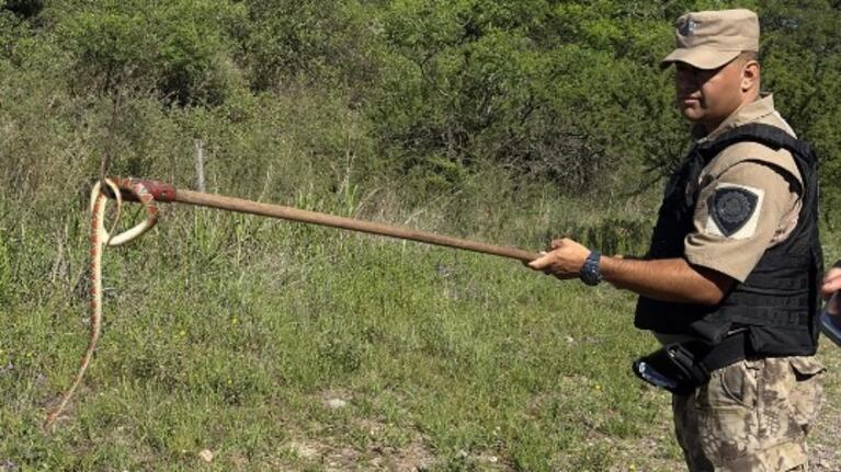 La serpiente de coral fue hallada en una cochera de barrio Parque República.