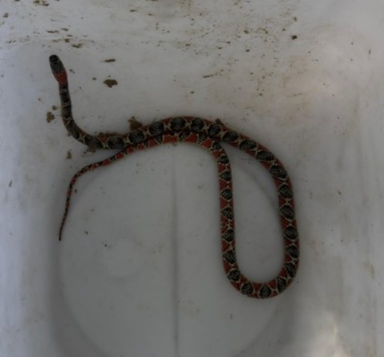 La serpiente de coral fue hallada en una cochera de barrio Parque República.