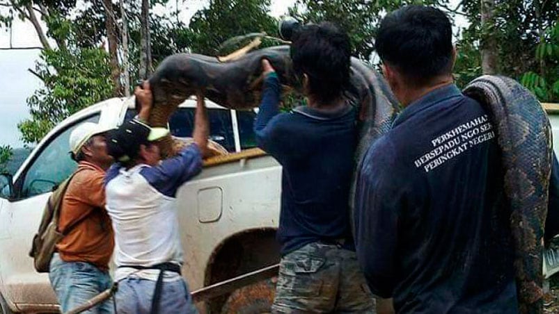 La serpiente de seis metros fue cazada y cocinada.