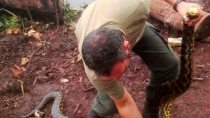 La serpiente estaba en el arroyo Mártires de la capital misionera.