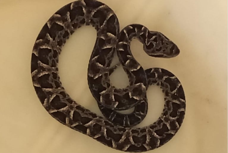 La serpiente fue encontrada en la cocina de una casa en Córdoba.