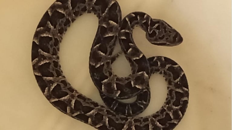 La serpiente fue encontrada en la cocina de una casa en Córdoba.