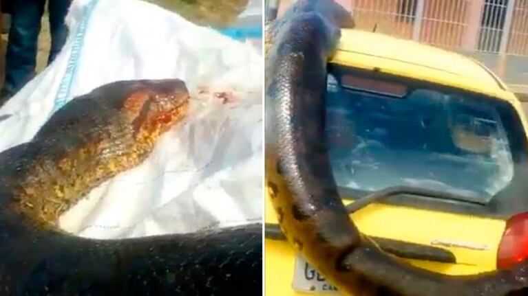 La serpiente gigante fue exhibida sobre el techo de un auto.
