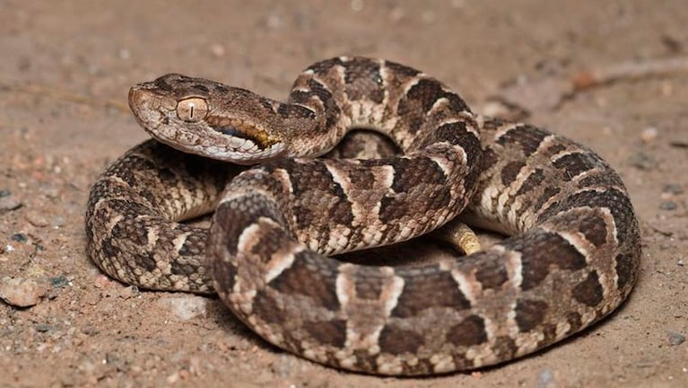 La serpiente que atacó a la mujer sería una yarará (Foto ilustrativa).