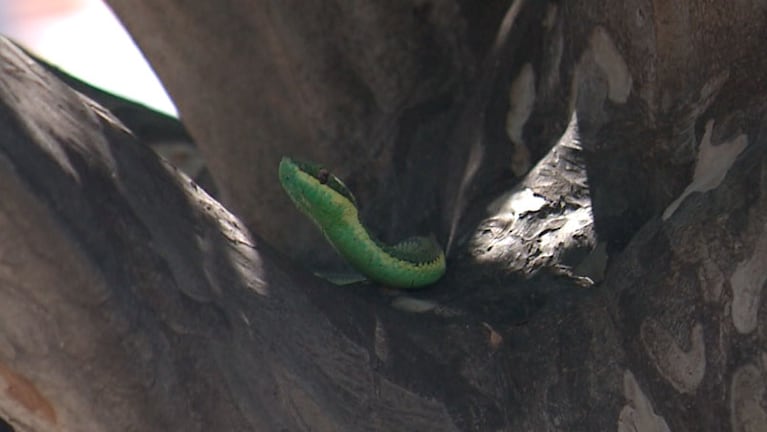 La serpiente se escondió en un árbol en el Cerro de las Rosas y fue rescatada por biólogos. 