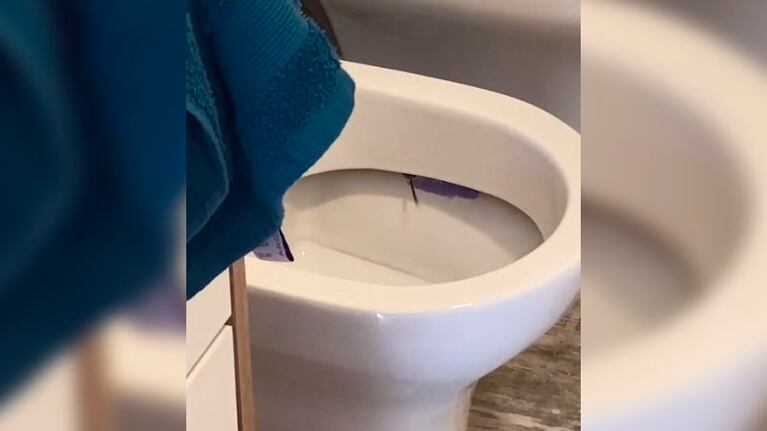 La serpiente solo dejó ver su lengua.