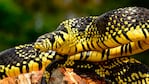 La serpiente tigre es de las más venenosas del mundo.