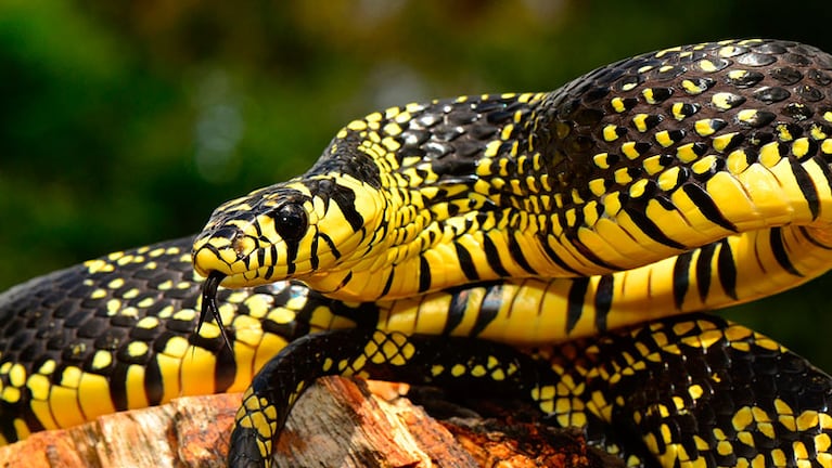 La serpiente tigre es de las más venenosas del mundo.