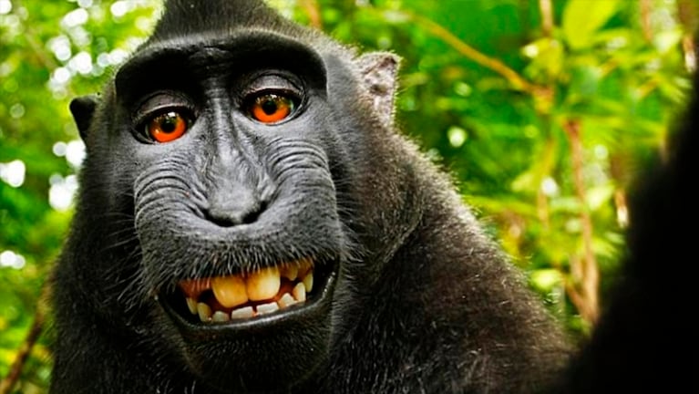 Mono verde: Últimas noticias, fotos, videos, artículos de opinión de Mono  verde