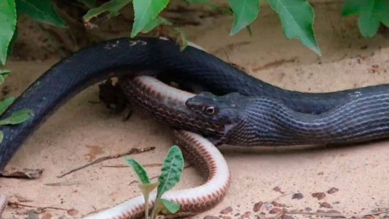 La sorpresiva reacción de una serpiente negra con su presa.