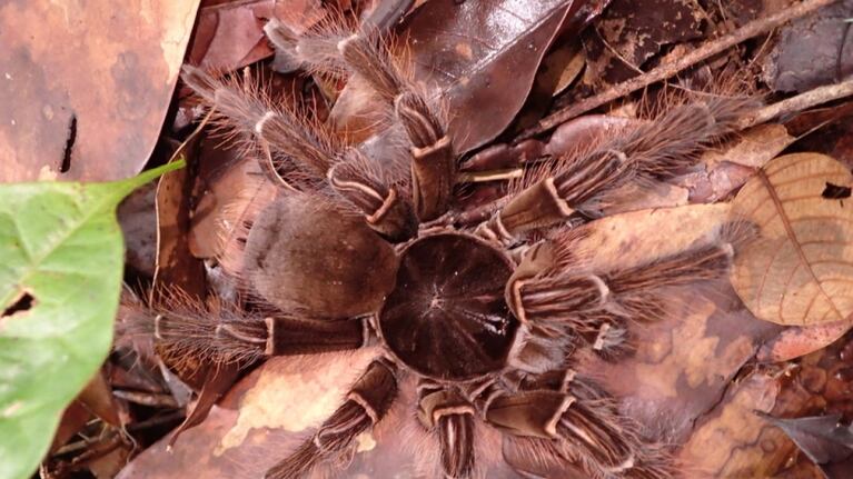 La tarántula Goliat tiene el Récord Guinnes a la araña más grande del planeta.