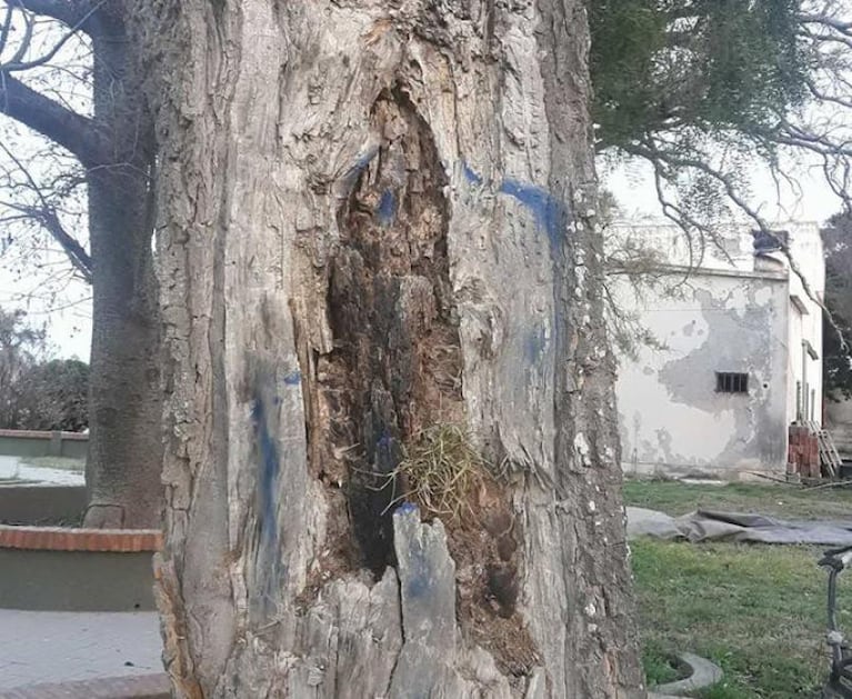 La Tordilla: afirman ver la imagen de la virgen en un árbol