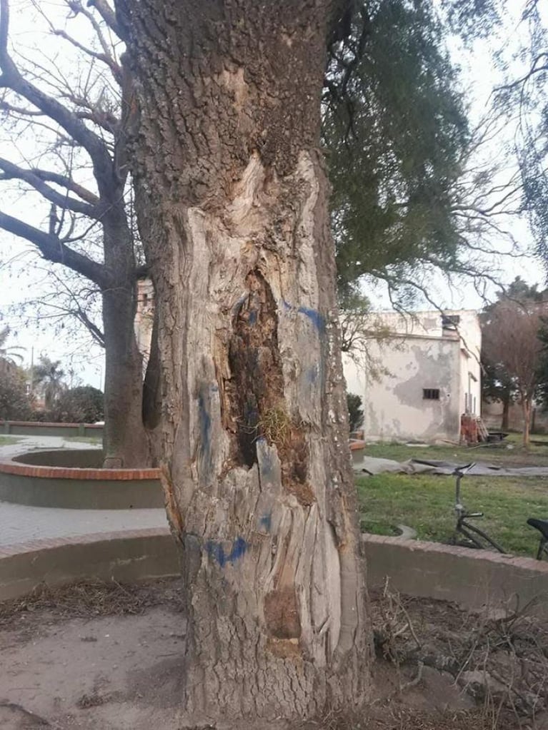 La Tordilla: afirman ver la imagen de la virgen en un árbol