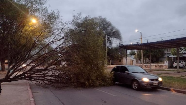 La tormenta de viento causó voladura de techos, caída de árboles y cortes de luz