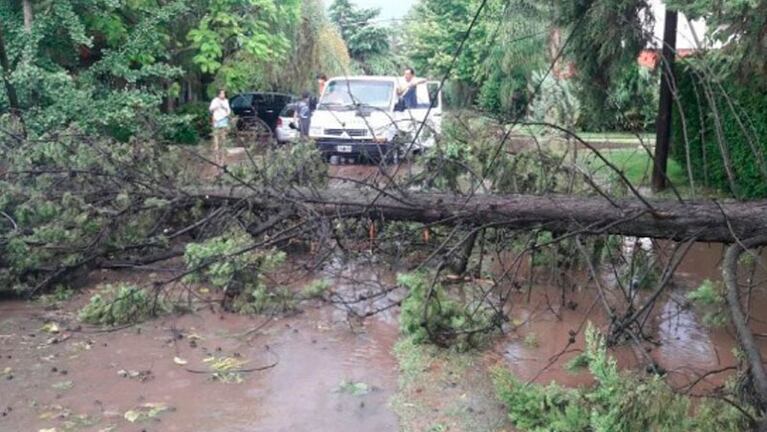 La tormenta provocó voladura de techos, derribó árboles y postes en Pilar.