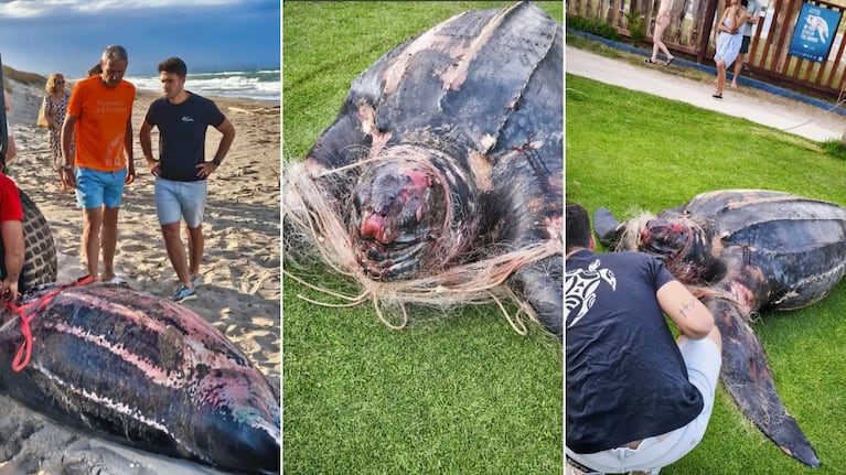 La tortuga laúd encontrada sin vida en Valencia.