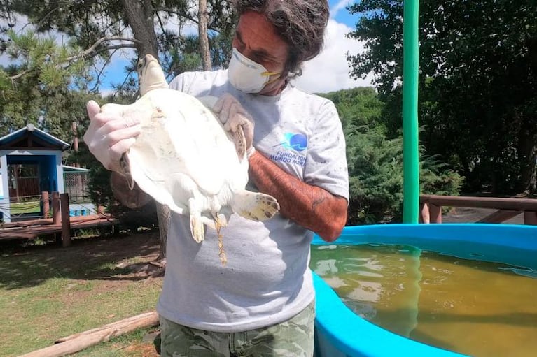 La tortuga marina que defecó plásticos pudo regresar al mar