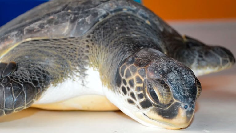 La tortuga marina recuperó fuerza y volvió a su hábitat. 