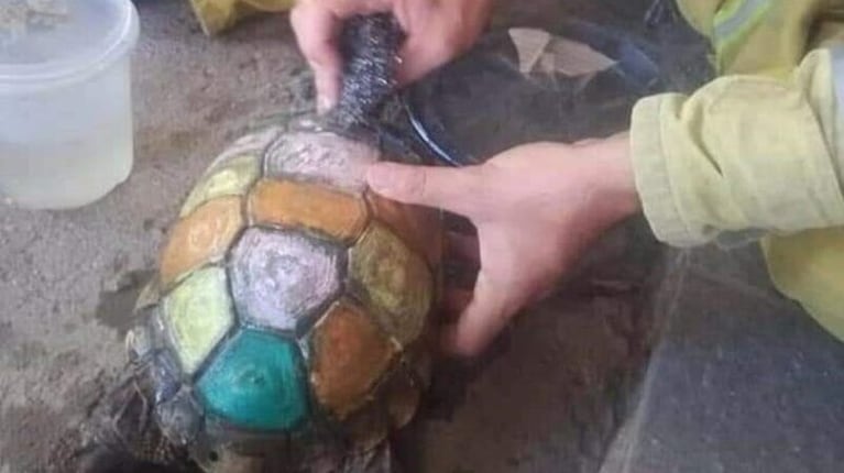 La tortuga se habría liberado por sus propios medios.