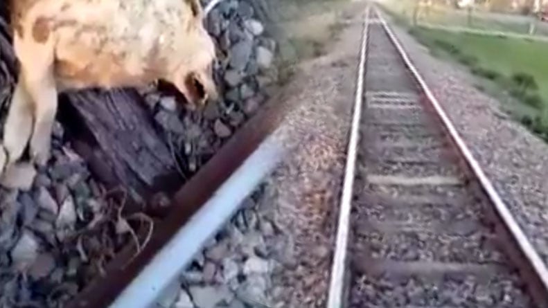 La tremenda situación con la que se encontró un vecino. / Foto: Captura de Pantalla