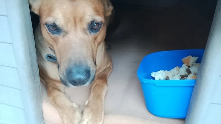 La triste historia de Juan, el hombre que murió de frío en la calle por no abandonar a su perro