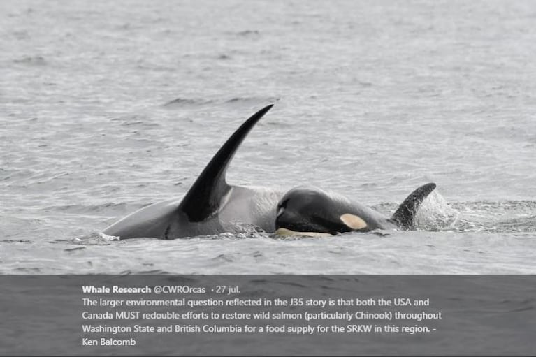 La triste imagen de la orca que arrastró por días a su cría muerta