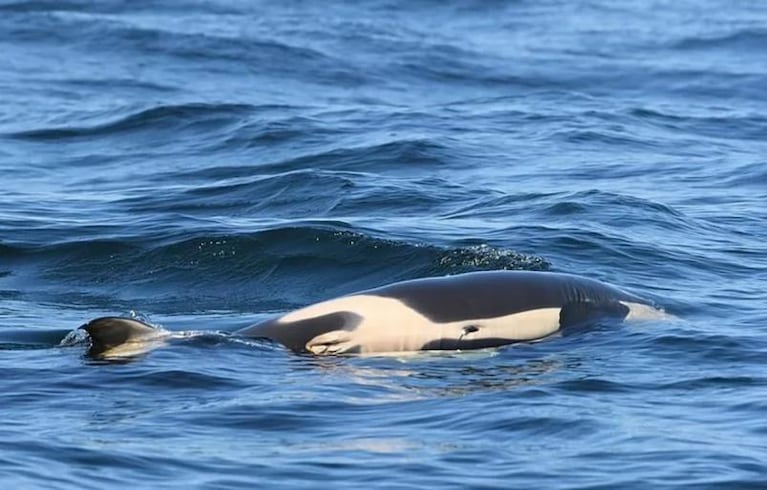 La triste imagen de la orca que arrastró por días a su cría muerta