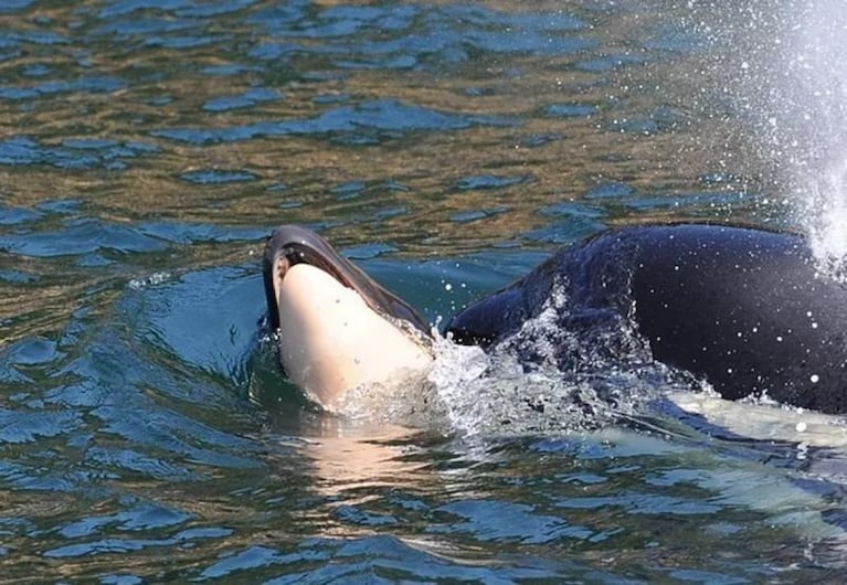 La triste imagen de la orca que arrastró por días a su cría muerta