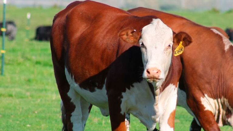La vaca sometida es de raza Bradford. 